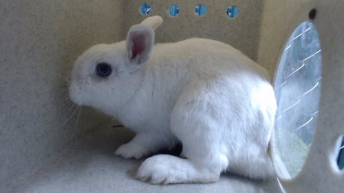 SNOWBALL, a rabbit for adoption from Los Angeles County Animal Control - Downey