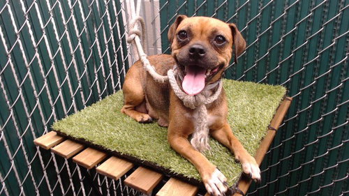 A5804585, a dog for adoption from Los Angeles County Animal Control - Downey
