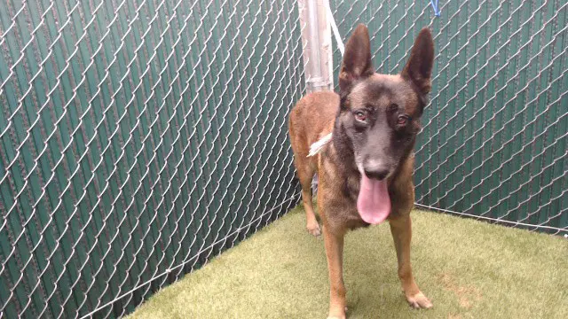 Zeus - Belgian Shepherd Malinois