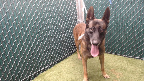 ZEUS, a dog for adoption from Los Angeles County Animal Control - Downey