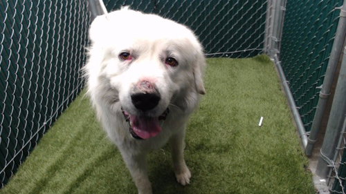 DENALI, a dog for adoption from Los Angeles County Animal Control - Downey
