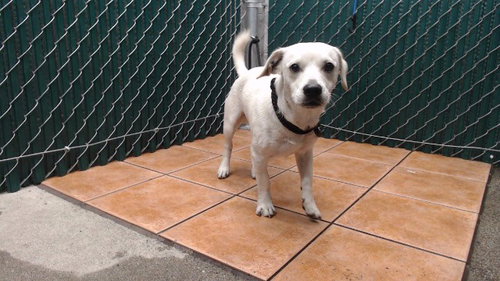 REX, a dog for adoption from Los Angeles County Animal Control - Downey