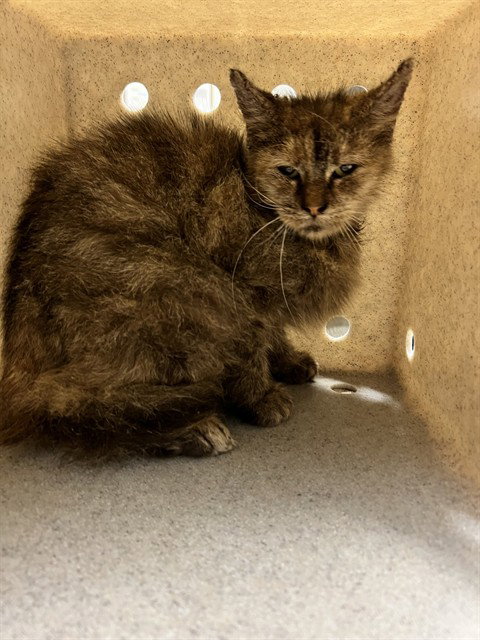 A5803460, a cat for adoption from Los Angeles County Animal Control - Downey