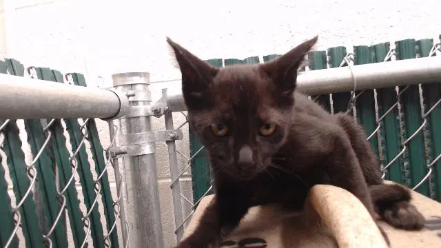 Unknown - Domestic Short Hair
