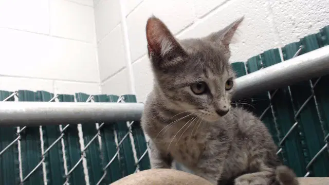 Unknown - Domestic Short Hair