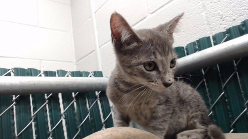 A5803930, a cat for adoption from Los Angeles County Animal Control - Downey