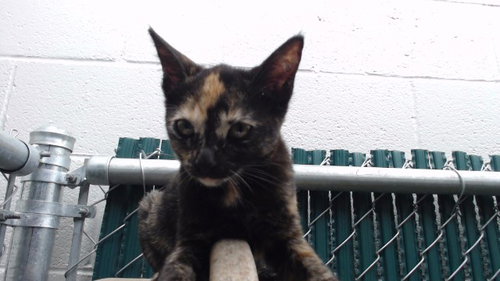 A5803931, a cat for adoption from Los Angeles County Animal Control - Downey