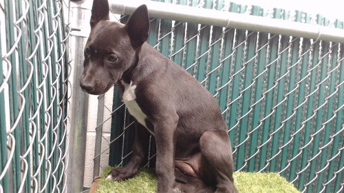 FLOR, a dog for adoption from Los Angeles County Animal Control - Downey