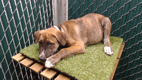 ROGER, a dog for adoption from Los Angeles County Animal Control - Downey