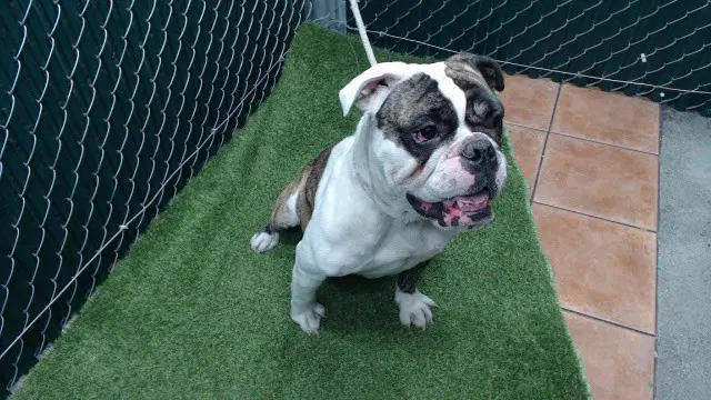 Hoagie - English Bulldog