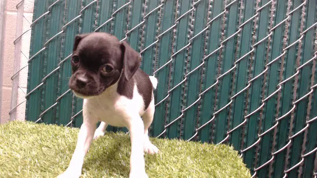 Rucca - Pug