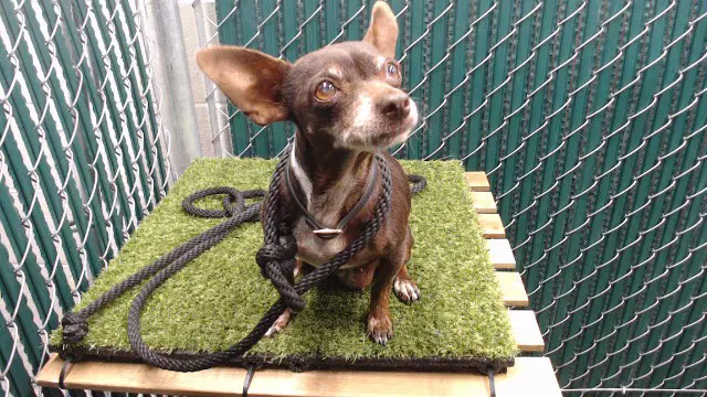 Canela - Chihuahua