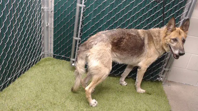 Princess - German Shepherd Dog
