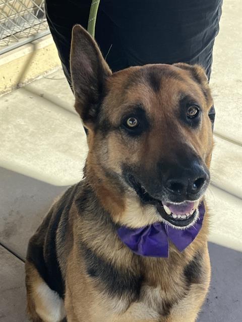 Harrison, German Shepherd Dog (medium coat)