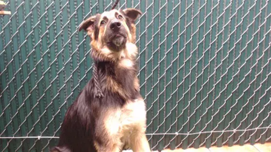 Eckhart - German Shepherd Dog