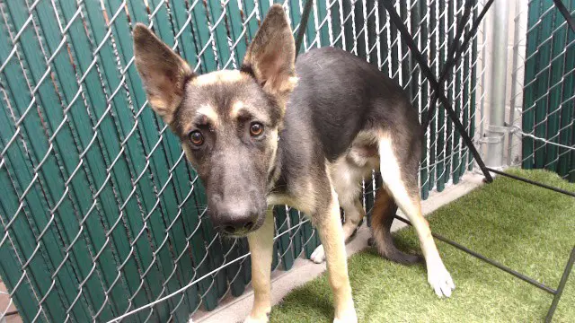 Johann - German Shepherd Dog