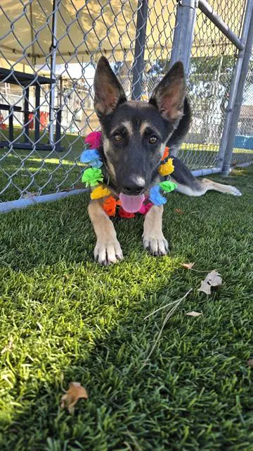 Johann - German Shepherd Dog