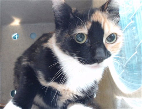 Meeko, Domestic Short Hair (medium coat)