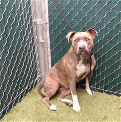 Kika - Pit Bull Terrier