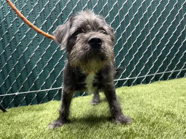 Shane - Shih Tzu