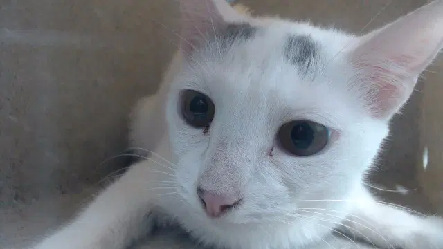 Ms Frizzle - Domestic Short Hair