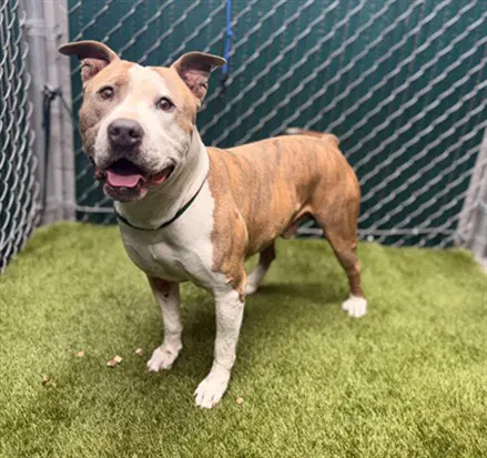 Shaq - Pit Bull Terrier