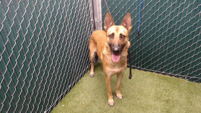 Zeus - German Shepherd Dog