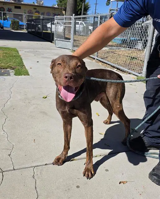 Bruce - Pit Bull Terrier