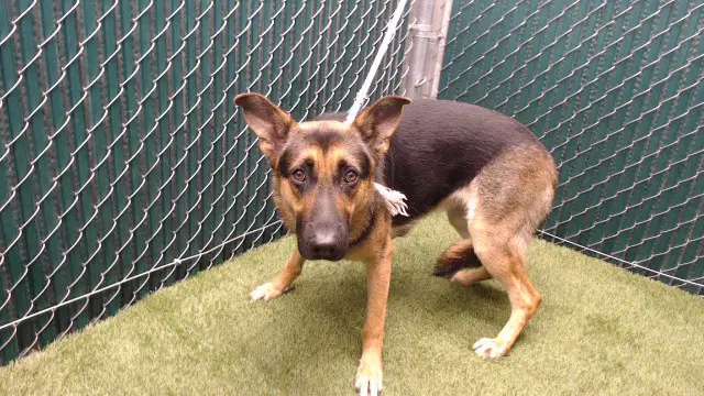 Strawberry - German Shepherd Dog