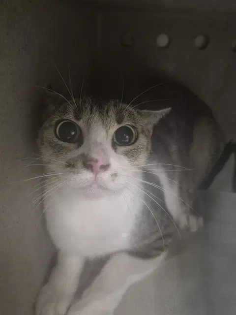 Clove - Domestic Short Hair