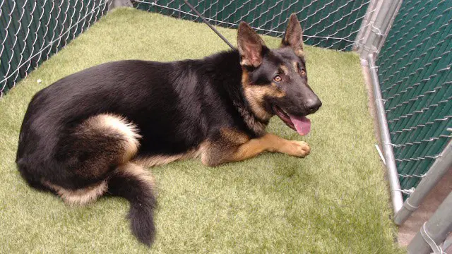 Shiloh - German Shepherd Dog