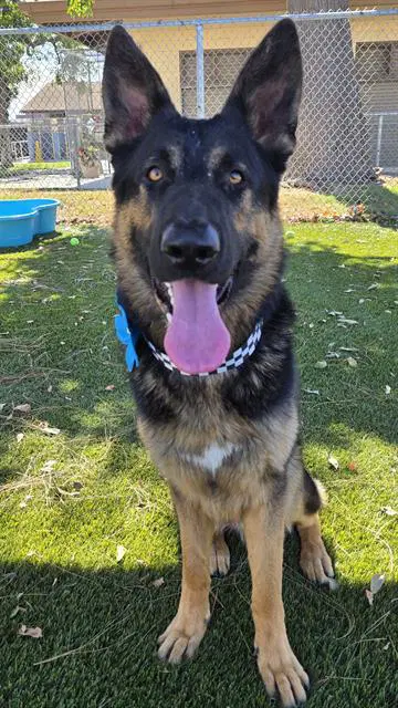 Shiloh - German Shepherd Dog