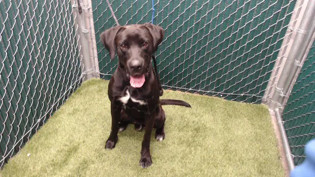 James - Great Dane