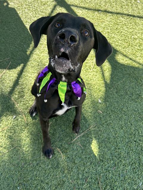 James, Great Dane / Mixed (medium coat)