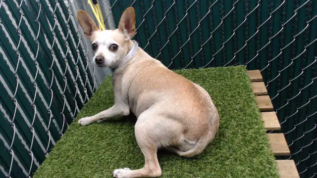 Georgia - Chihuahua