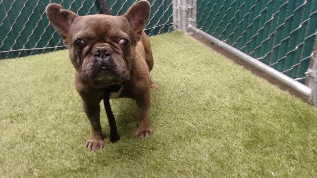 Igor - French Bulldog