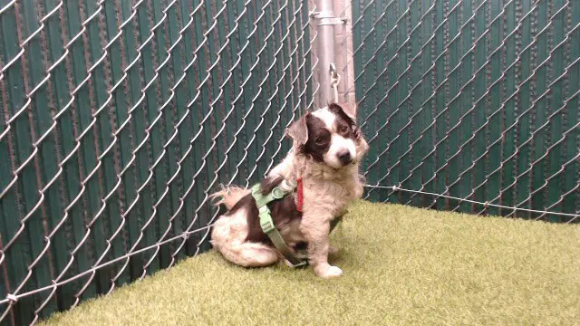Stanford - Terrier