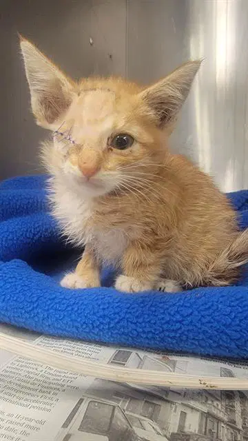Cheeto - Domestic Short Hair