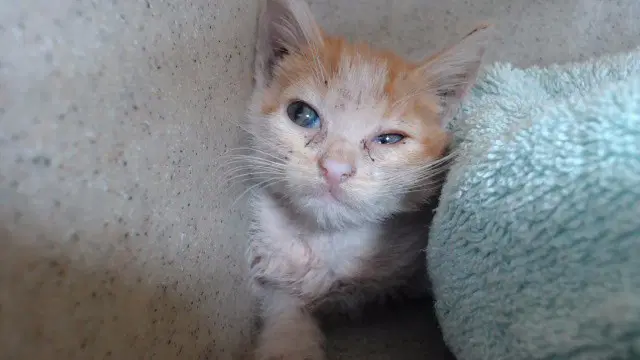Nacho - Domestic Short Hair