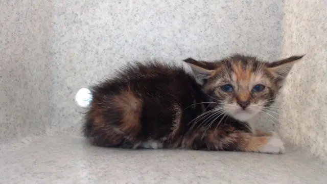 Ember - Domestic Short Hair