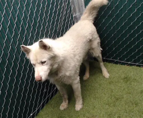 Snowball - Siberian Husky