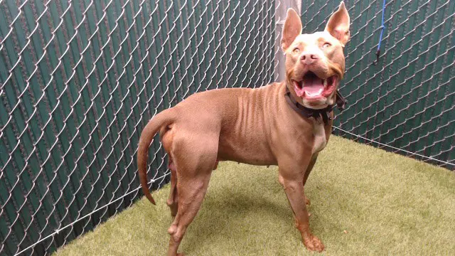 Renfield - Pit Bull Terrier