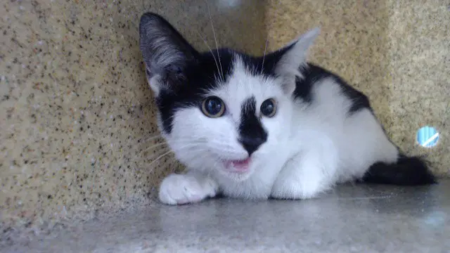 Michelle - Domestic Short Hair