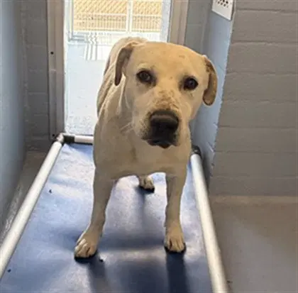 Casper - Labrador Retriever