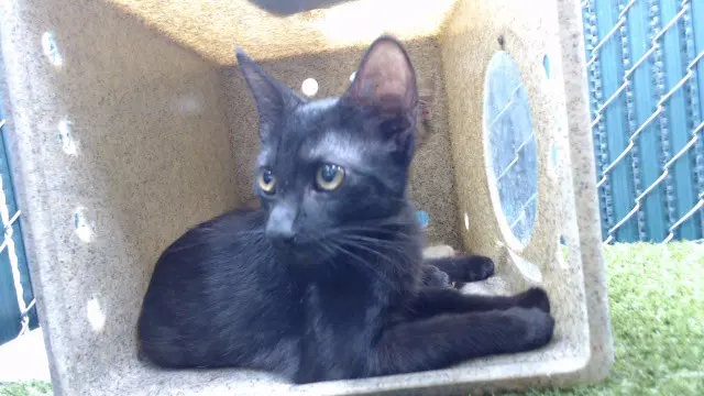 Oscar - Domestic Short Hair