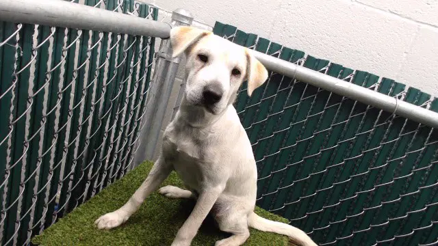 Janel - Labrador Retriever