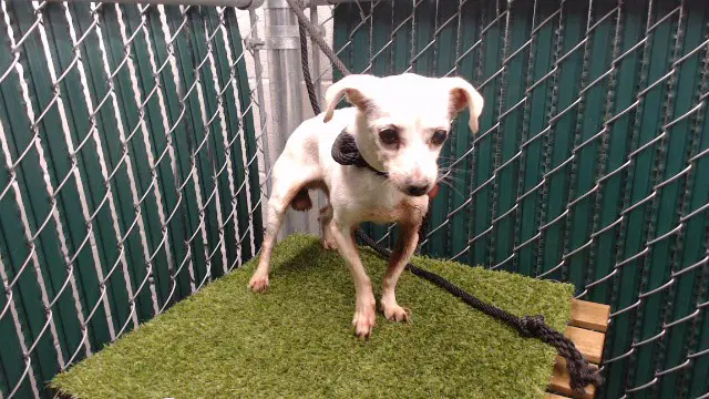 Ethel - Chihuahua