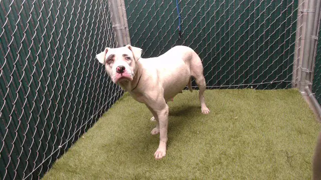 Sammy - Boxer