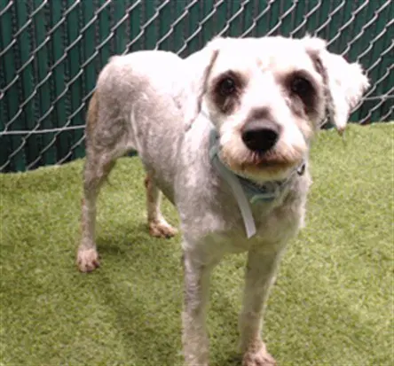 Mimi - Miniature Schnauzer