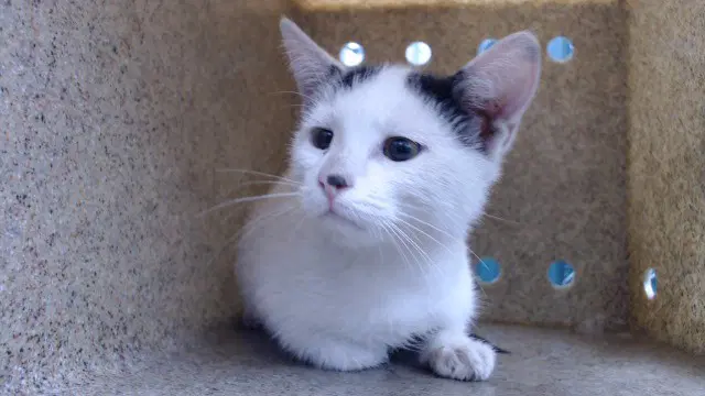 Baby Emma - Domestic Short Hair